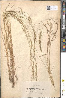 spécimen de Triticum vulgare