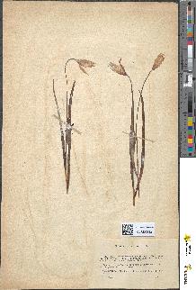 spécimen de Tulipa gallica