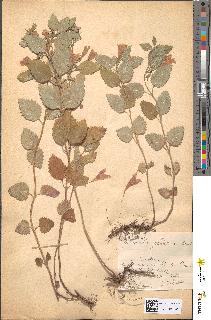 spécimen de Calamintha grandiflora