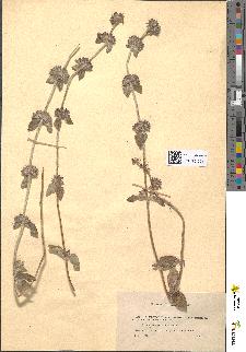 spécimen de Calamintha clinopodium