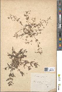 spécimen de Lindernia pyxidaria