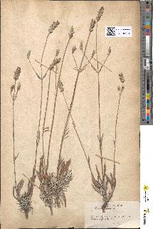 spécimen de Lavandula latifolia