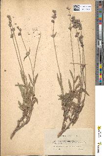 spécimen de Lavandula delphinensis
