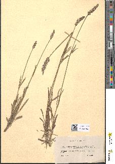 spécimen de Lavandula aurigerana