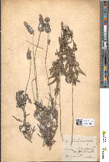 spécimen de Lavandula dentata