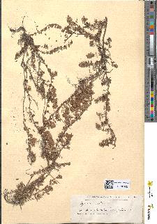 spécimen de Thymus serpyllum