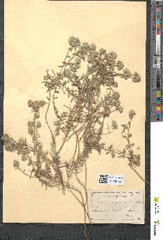 spécimen de Teucrium capitatum