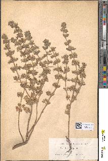 spécimen de Teucrium botrys
