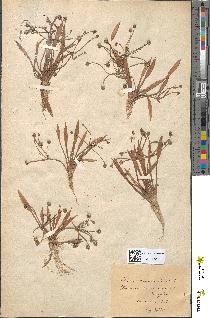spécimen de Alisma ranunculoides