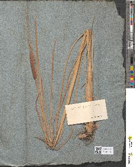 spécimen de Typha minima