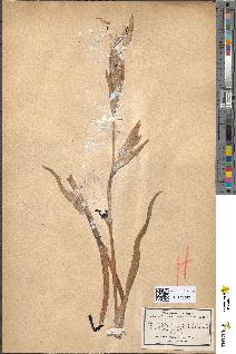 spécimen de Iris pseudacorus