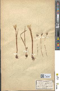 spécimen de Crocus vernus