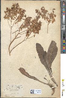 spécimen de Isatis tinctoria