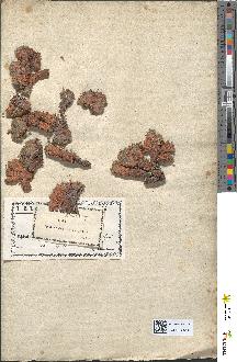spécimen de Androsace glacialis