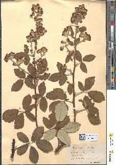 spécimen de Rubus spidnostachys