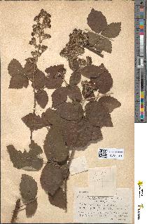 spécimen de Rubus piletosus
