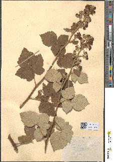 spécimen de Rubus piletosus