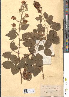 spécimen de Rubus semipellitus