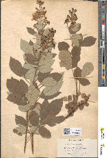spécimen de Rubus tomentosus