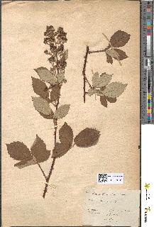 spécimen de Rubus thyrsoideus