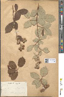 spécimen de Rubus speciosus