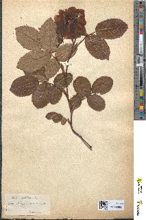 spécimen de Rosa gallica