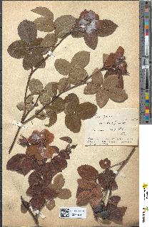 spécimen de Rosa gallica