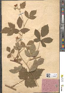 spécimen de Rubus pusillus