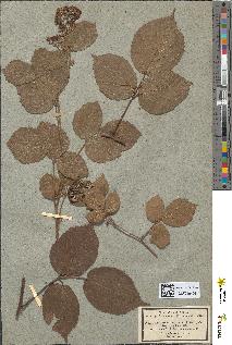 spécimen de Rubus acridentulus