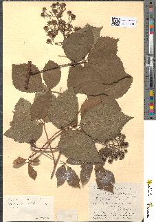 spécimen de Rubus rudis