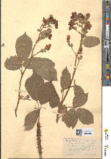 spécimen de Rubus macrophyllus