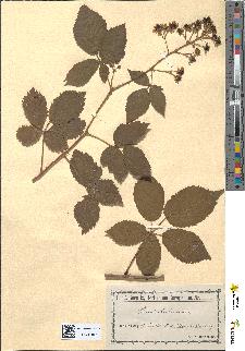 spécimen de Rubus arrhenii