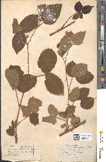 spécimen de Rubus fastigiatus