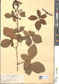 spécimen de Rubus fastigiatus