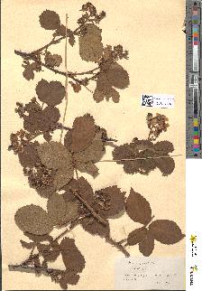 spécimen de Rubus plicatus