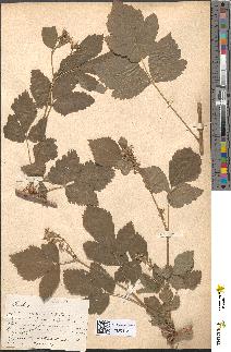 spécimen de Rubus caesio-idaeus