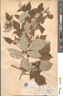 spécimen de Rubus idaeus
