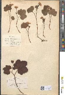 spécimen de Rubus chamaemorus