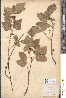 spécimen de Rubus saxatilis