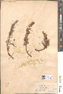 spécimen de Artemisia nana