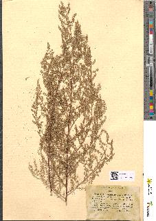 spécimen de Artemisia scoparia