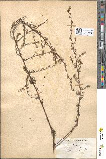 spécimen de Artemisia campestris