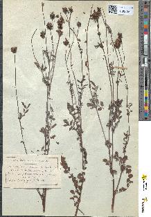 spécimen de Poterium muricatum