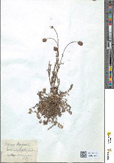spécimen de Poterium magnolii