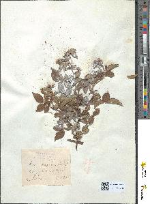spécimen de Rosa sempervirens
