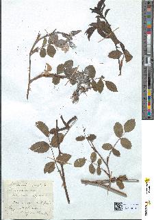 spécimen de Rosa sepium