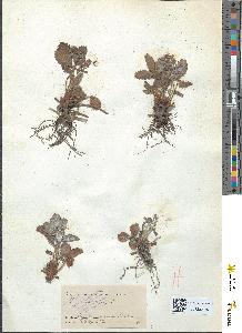 spécimen de Fragaria vesca