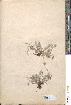spécimen de Potentilla recta