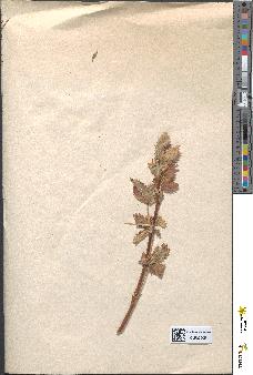 spécimen de Potentilla tormentilla