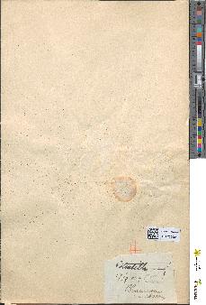 spécimen de Potentilla tormentilla